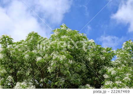 ナンジャモンジャの花木 22267469