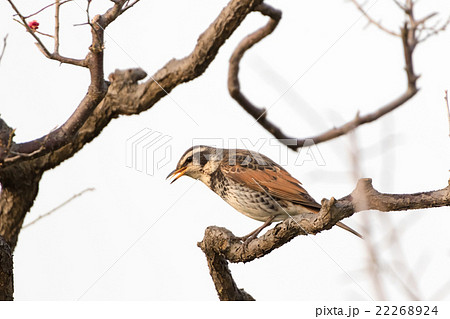梅の木にツグミ 22268924