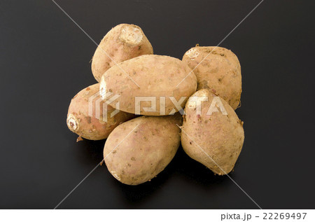 安納芋 安納芋 22269497