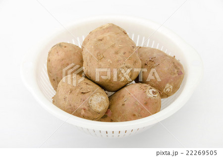 安納芋 安納芋 22269505