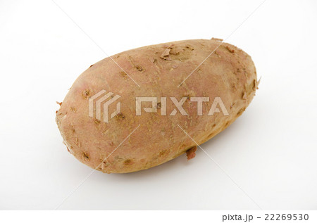 安納芋 安納芋 22269530