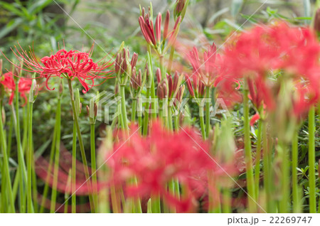 彼岸花(曼珠沙華) 彼岸花(曼珠沙華) 22269747