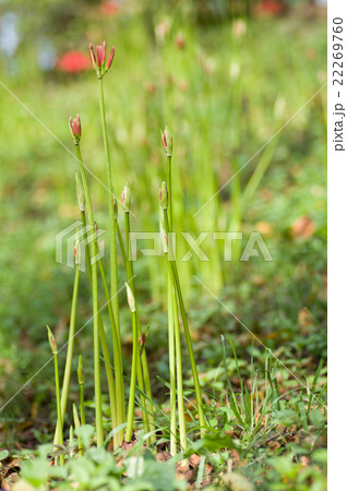 彼岸花(曼珠沙華) 彼岸花(曼珠沙華) 22269760