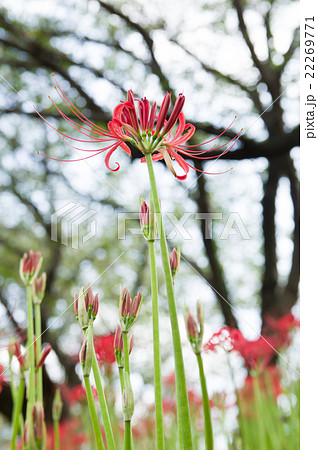 彼岸花(曼珠沙華) 彼岸花(曼珠沙華) 22269771