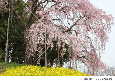 合戦場のしだれ桜 22269839