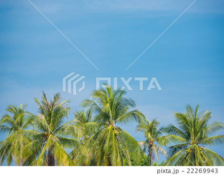 Coconut on blue sky 22269943