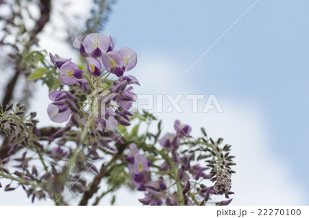 藤の花 藤の花 22270100