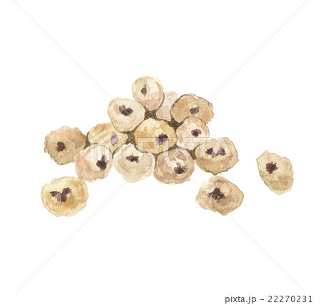 タイガーナッツ　 22270231