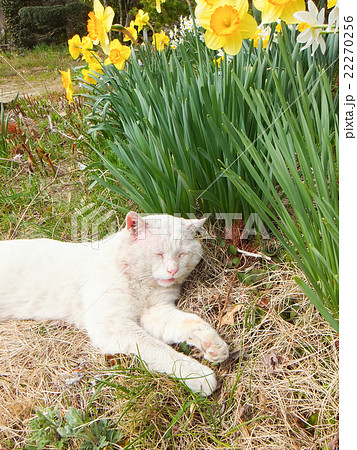 水仙とツクシと白猫（飼い猫）５ 22270256
