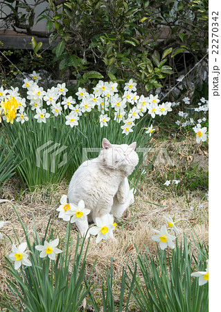 水仙とツクシと白猫（飼い猫）６の写真素材 [22270342] - PIXTA