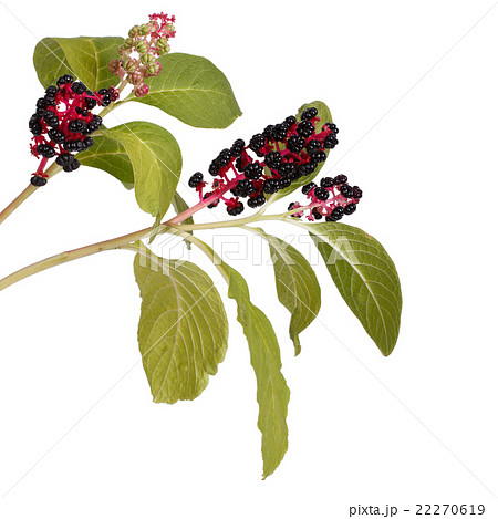 Two branches with pokeweed berries isolated Two branches with pokeweed berries isolated 22270619