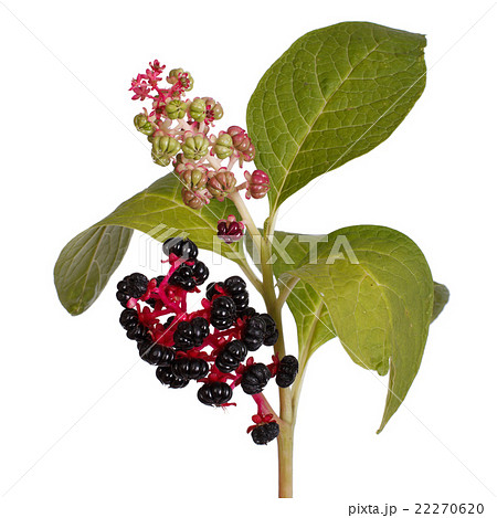 pokeweed with ripe berries and leaves isolated pokeweed with ripe berries and leaves isolated 22270620