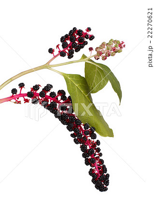 Pokeweed berries on a branch isolated on white Pokeweed berries on a branch isolated on white 22270621