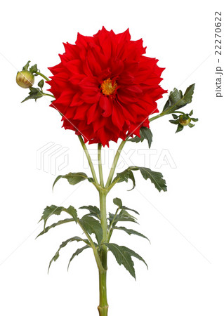 Red dahlia flower with a stem and bud isolated 22270622