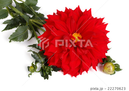 large red dahlia with a bud isolated on white large red dahlia with a bud isolated on white 22270623