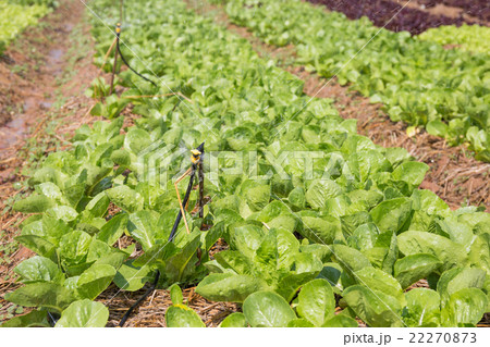 Organic hydroponic vegetable cultivation farm Organic hydroponic vegetable cultivation farm 22270873