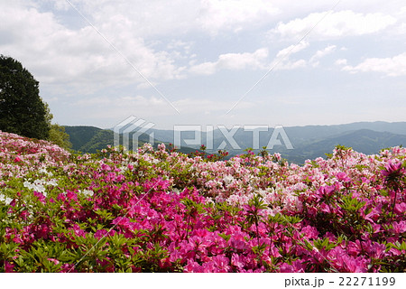 冨士山公園のつつじ 冨士山公園のつつじ 22271199