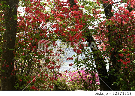 冨士山公園のつつじ 22271213