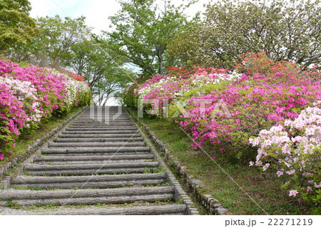 冨士山公園のつつじ 冨士山公園のつつじ 22271219