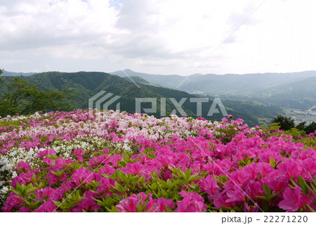 冨士山公園のつつじ 冨士山公園のつつじ 22271220