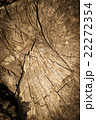 Wood texture 22272354