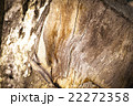 Old wood background 22272358