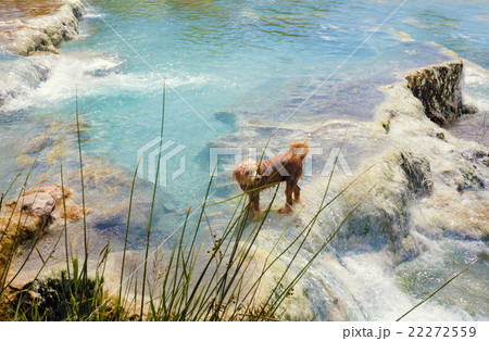 Dog swimming in Thermal springs Saturnia, Italy 22272559