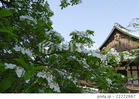 唐招提寺　御影堂の庭に咲く瓊花 22272667