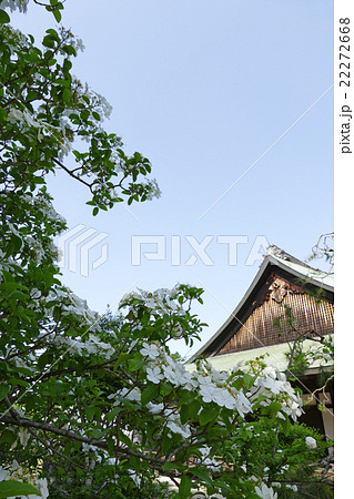 唐招提寺 御影堂の庭に咲く瓊花 唐招提寺 御影堂の庭に咲く瓊花 22272668