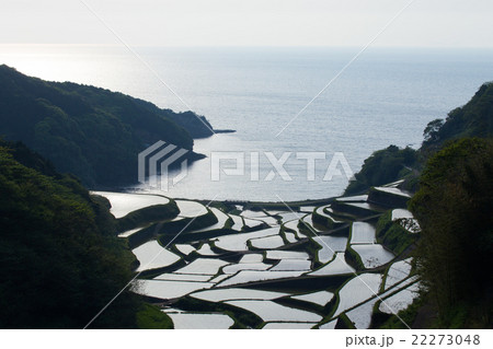 佐賀県 浜野浦の棚田 22273048