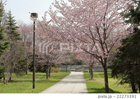 モエレ沼公園の桜の写真素材