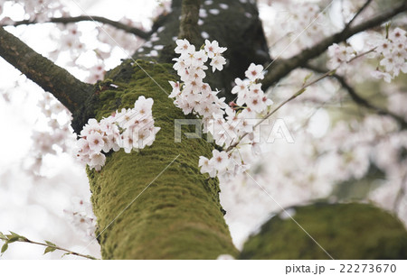 桜アップ 22273670