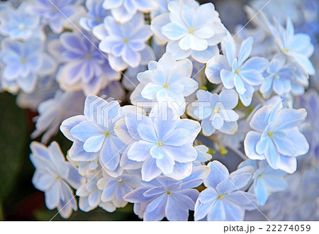 繡球花 萬花筒 照片素材 圖片 圖庫 繡球花 萬花筒 照片素材 圖片 圖庫