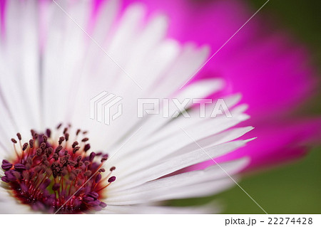 Livingstone daisy 22274428