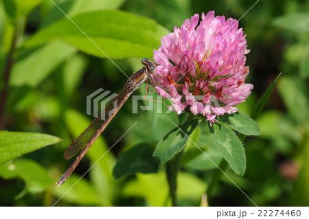 オツネントンボ（メス）とアカツメグサ 22274460