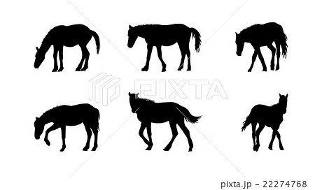 Horse Runs, Hops, Gallops Isolated on White Horse Runs, Hops, Gallops Isolated on White 22274768