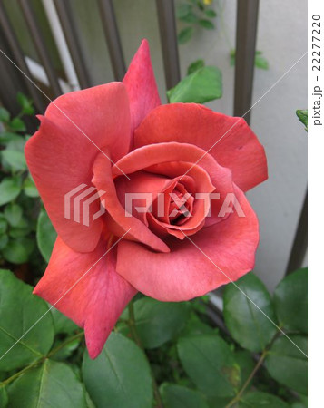 バラ　ブラックティー 22277220