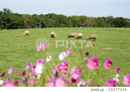 羊ヶ丘展望台 22277243