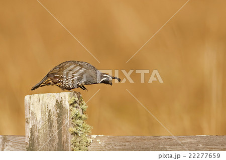 Male California Quail stepping off fence post 22277659