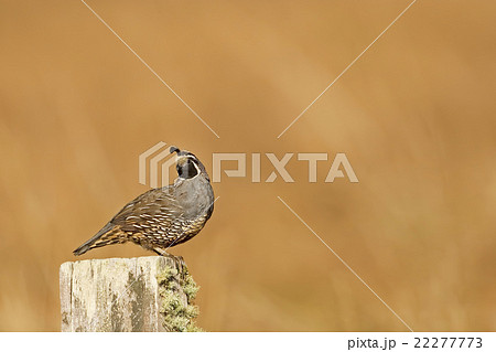 Male California Quail posing on a fence Male California Quail posing on a fence 22277773