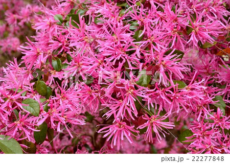 ベニバナトキワマンサク 22277848