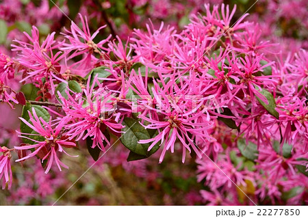 ベニバナトキワマンサク 22277850