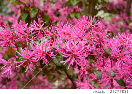 ベニバナトキワマンサク 22277851