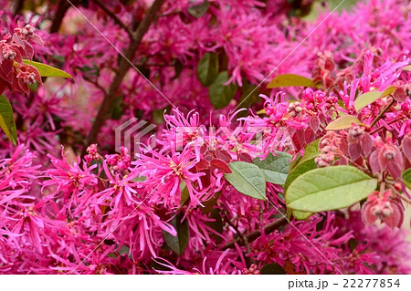 ベニバナトキワマンサク 22277854