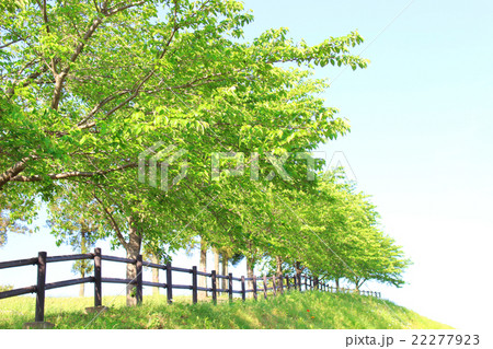 自然の丘 自然の丘 22277923