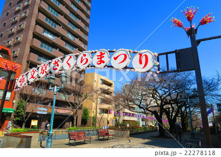 文京さくらまつりの風景 文京さくらまつりの風景 22278118