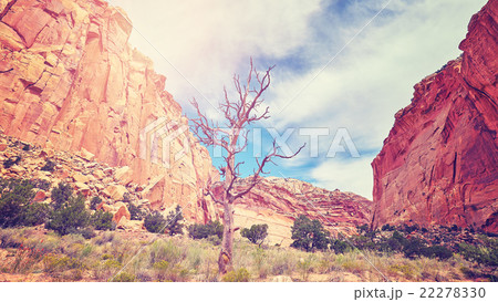 Vintage toned wild landscape with withered tree. 22278330
