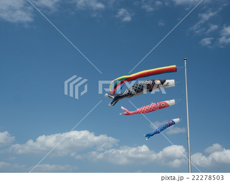 鯉のぼり 22278503