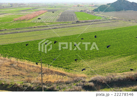 Cultivated field at spring 22278546