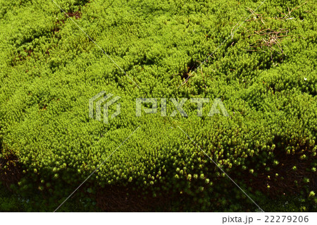 東福寺 開山堂庭園の水苔 東福寺 開山堂庭園の水苔 22279206